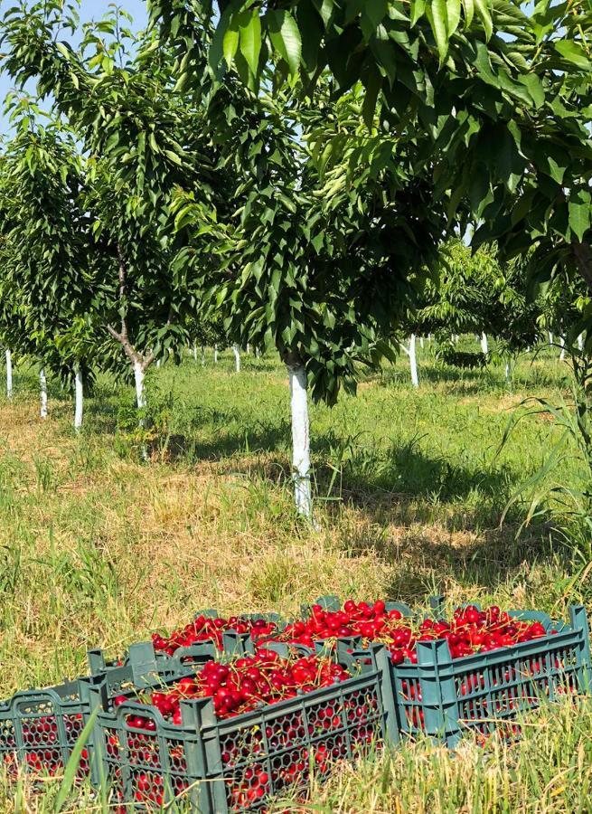Finca Idoize Camping Hotel Akhmeta 외부 사진